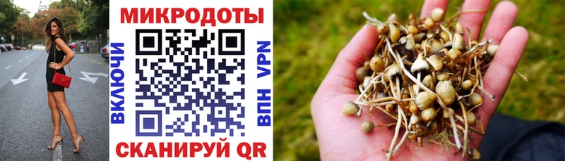 как найти закладки  сайты даркнета клад  Псилоцибиновые грибы Psilocybe  Елец 
